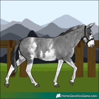Horse Color:White Spotted Blue Roan Splash Frame Varnish 