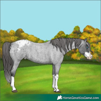 Horse Color:Blue Roan Splash Appaloosa 