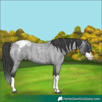 Horse Color:Blue Roan Splash Appaloosa 