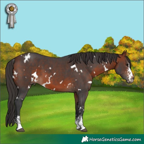 Horse Color:White Spotted Bay Sabino 
