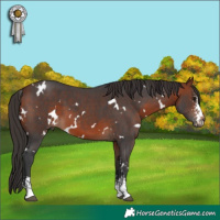 Horse Color:White Spotted Bay Sabino 
