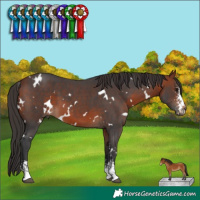 Horse Color:White Spotted Bay Sabino 