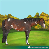 Horse Color:White Spotted Bay Sabino 