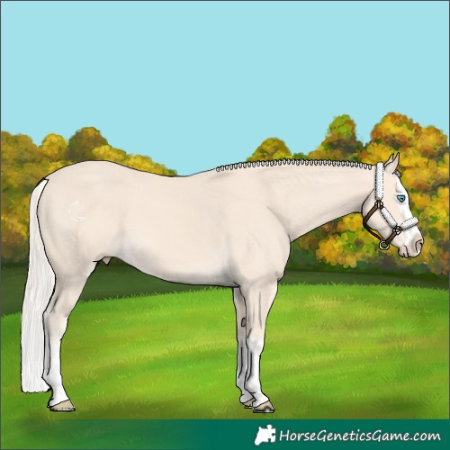 Horse Color:Cremello Splash  and Cremello Splash 