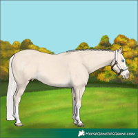 Horse Color:Cremello Splash and Cremello Splash