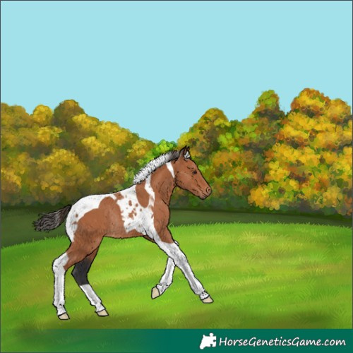 Horse Color:Bay Tobiano Rabicano 