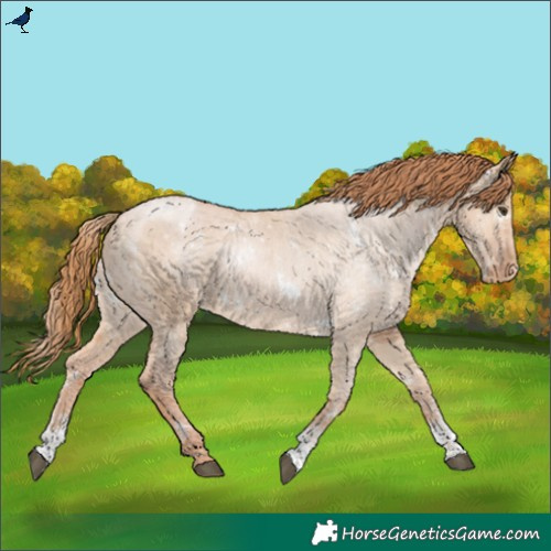 Horse Color:White Spotted Red Dun Sabino Appaloosa 