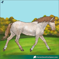 Horse Color:White Spotted Red Dun Sabino Varnish