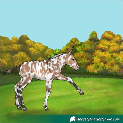 Horse Color:Bay Dun Near Leopard 