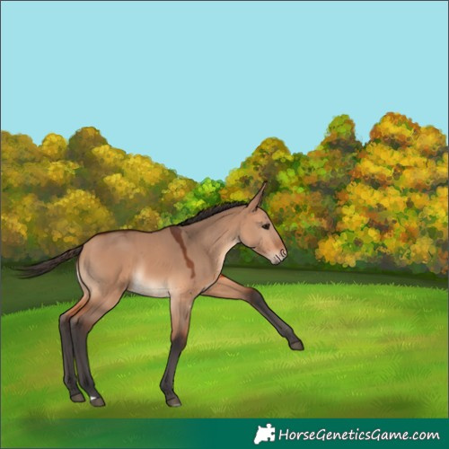 Horse Color:Bay Dun 