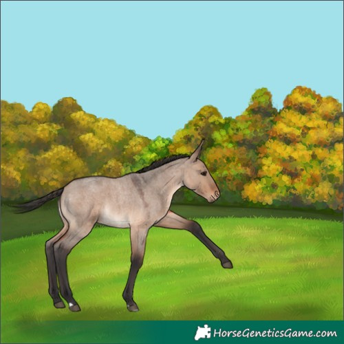Horse Color:Brown Roan Dun 