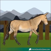 Horse Color:Buckskin Dun