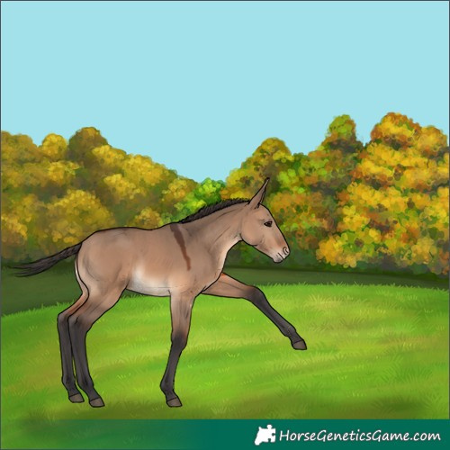 Horse Color:Brown Dun 