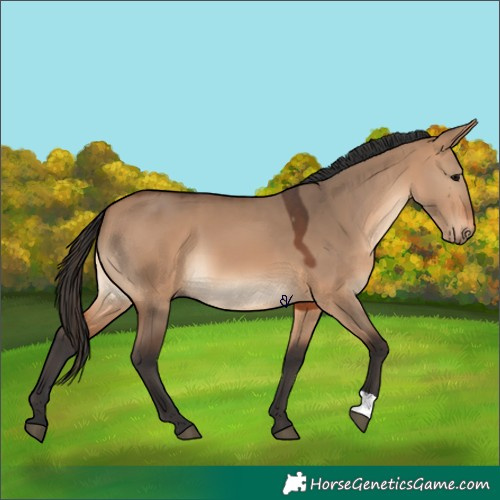 Horse Color:Bay Dun 