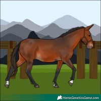 Horse Color:Bay 