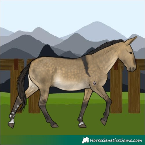 Horse Color:Buckskin Dun 