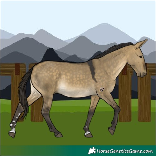 Horse Color:Buckskin Dun 