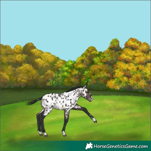 Horse Color:Brown Dun Appaloosa 