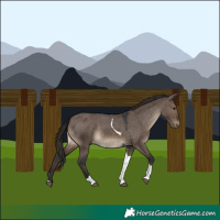 Horse Color:Brown Dun Tobiano Appaloosa Rabicano 