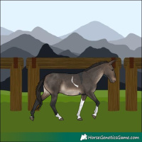 Horse Color:Brown Dun Tobiano Appaloosa Rabicano