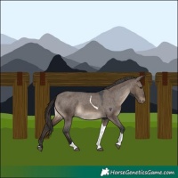 Horse Color:Brown Dun Tobiano Appaloosa Rabicano 