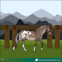 Horse Color:Silver Brown Dun Tobiano Blanket Rabicano 
