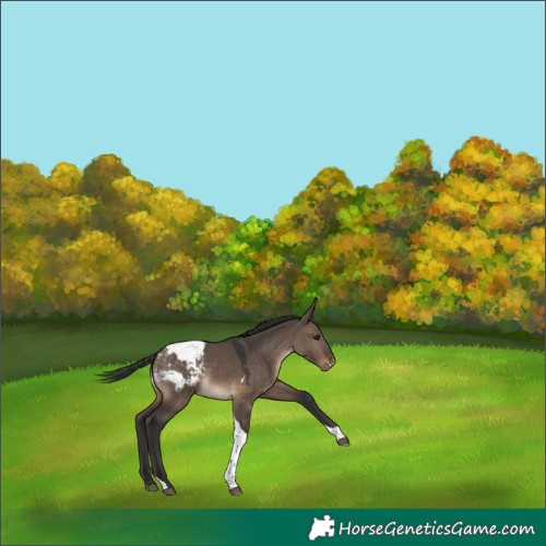 Horse Color:Brown Dun Tobiano Appaloosa Rabicano 