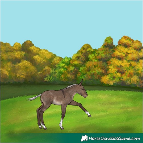 Horse Color:Silver Brown Dun Tobiano Appaloosa Rabicano 