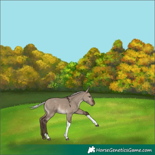 Horse Color:Silver Brown Dun Tobiano Rabicano 