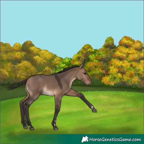 Horse Color:Bay Dun 