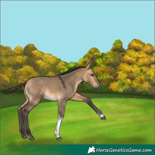 Horse Color:Buckskin Dun Tobiano 