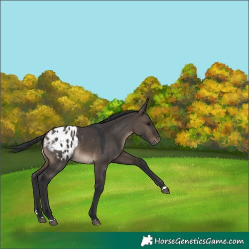 Horse Color:Brown Dun Blanket 