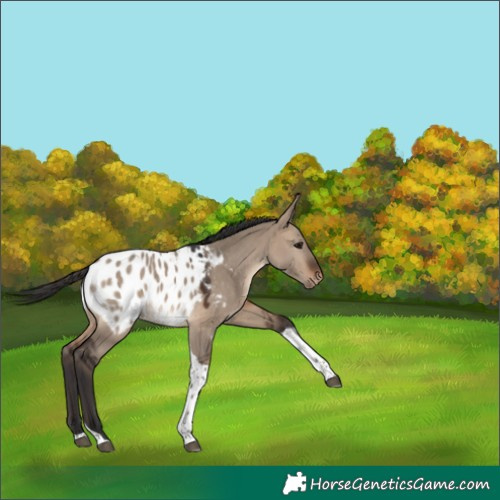 Horse Color:Brown Dun Tobiano Appaloosa 