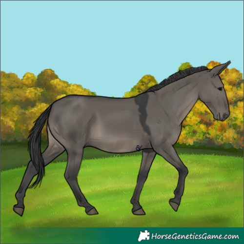 Horse Color:Grullo 