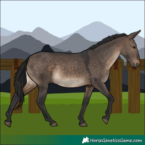 Horse Color:Brown Dun 