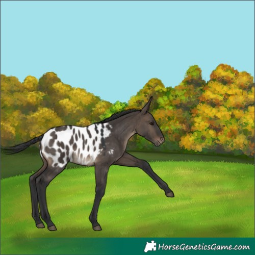 Horse Color:Brown Dun Appaloosa 