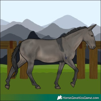Horse Color:Grullo 
