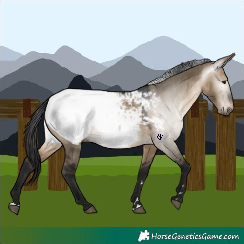 Horse Color:Gray Brown Dun Snowcap 