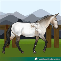 Horse Color:Gray Brown Dun Snowcap 