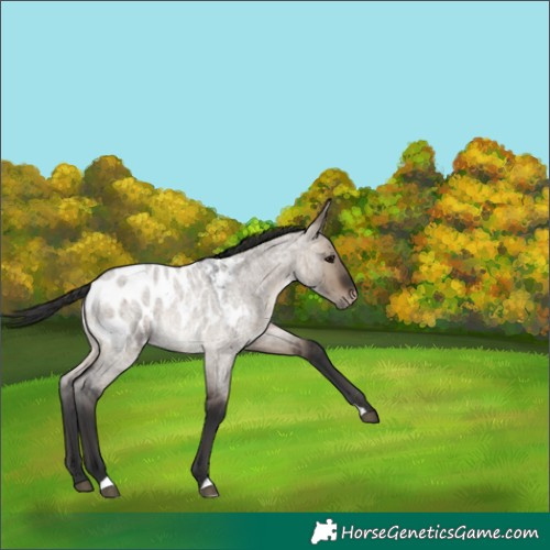 Horse Color:Brown Roan Dun Blanket 