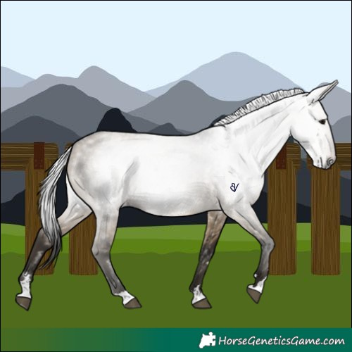 Horse Color:Gray Brown Dun 