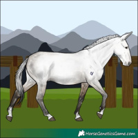 Horse Color:Gray Brown Dun 