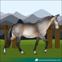 Horse Color:Gray Brown Dun 