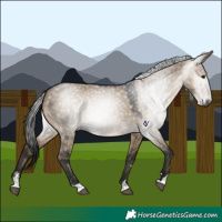 Horse Color:Gray Brown Dun