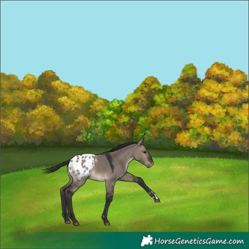 Horse Color:Brown Dun Blanket 