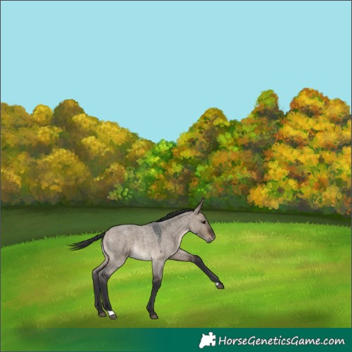 Horse Color:Brown Roan Dun 