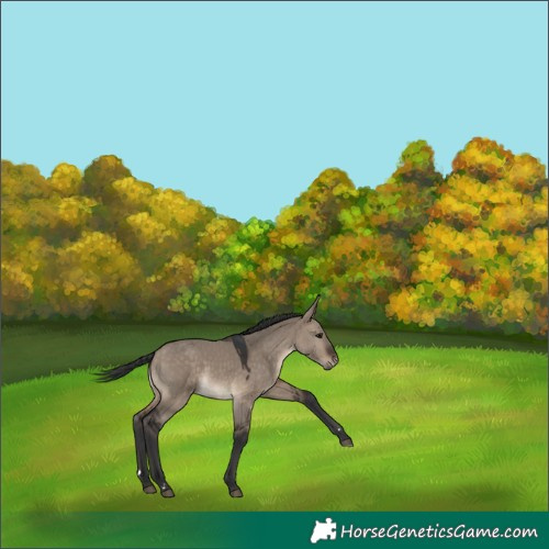 Horse Color:Brown Dun 