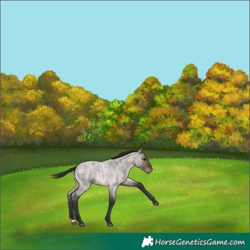 Horse Color:Brown Roan Dun 