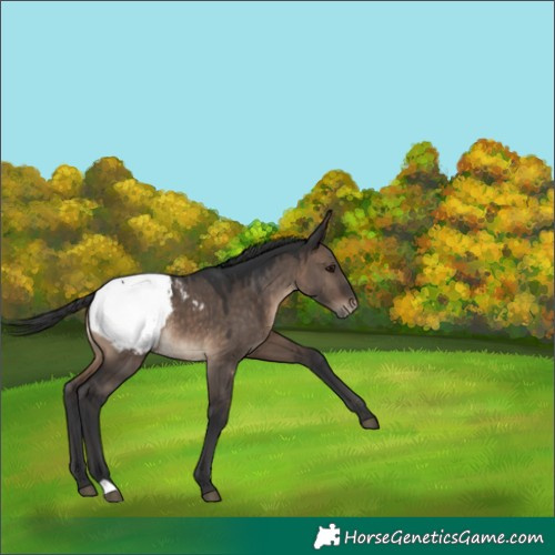 Horse Color:Brown Dun Snowcap 