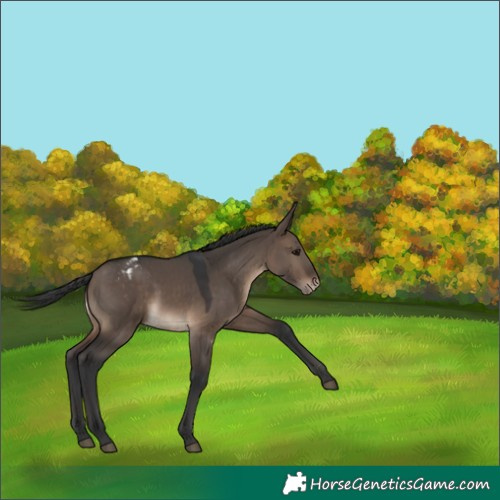 Horse Color:Brown Dun Appaloosa 